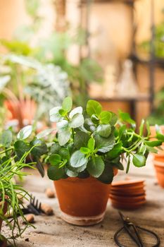 Kalanchoe plant potted in a ceramic terra cotta planter on the wooden table. Mediterranean houseplants style at home