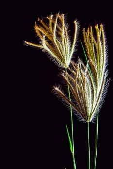 Flower of Swallen Finger grass in black background