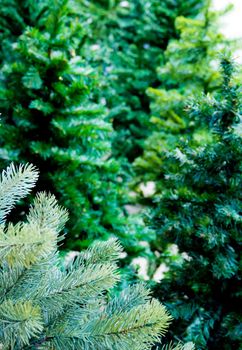 Artificial foliage made from plastic of artificial Christmas tree