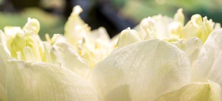 Detail of white lotus blossom flower