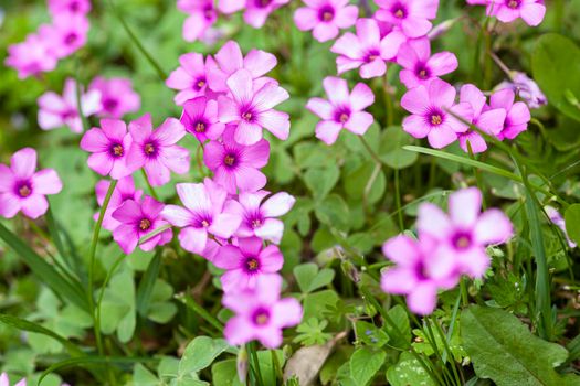 Macro detail shot of Purple flowers in the meadow at spring