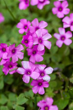 Macro detail shot of Purple flowers in the meadow at spring