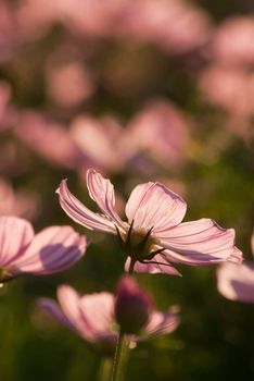 Pink Cosmos flower in the garden