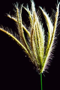 Flower of Swallen Finger grass in black background