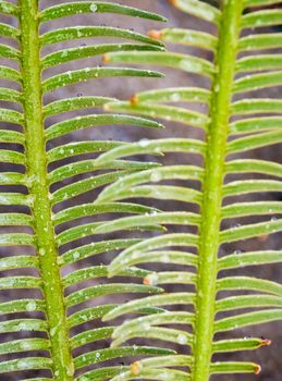 The fronds, water droplet on pinnately compound leaves of Cycas siamensis plant