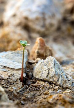 Young seeding sprout up rocky mountain soil