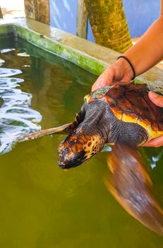 Man holds green sea turtle hawksbill sea turtle loggerhead sea turtle out of pool in Turtle breeding station conservation Center in Bentota Sri Lanka.