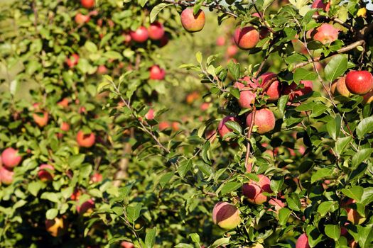 Ripe apples on the tree