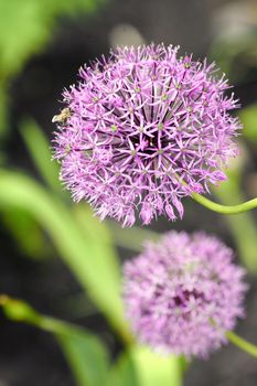 Beautiful Spring Floral background with copy space. Composition of purple flowers