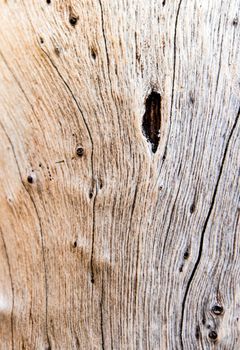 Detail of old stump surface , wood texture