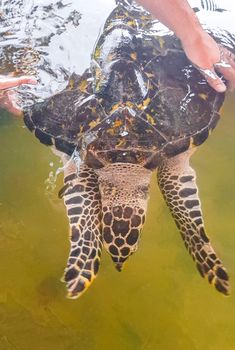 Green sea turtle hawksbill sea turtle loggerhead sea turtle swims in pool in Turtle breeding station conservation Center in Bentota Sri Lanka.