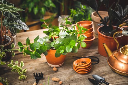 Kalanchoe plant repotting process. Springtime garden works on the wooden table