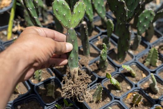 Opuntia quimilo cactus holding in hand with roots