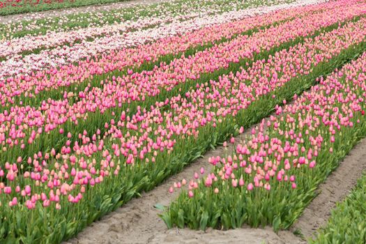 Colorful field of tulips in the Netherlands