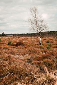 The High Fens, Hoge Venen, Belgium, Signal Van Botrange