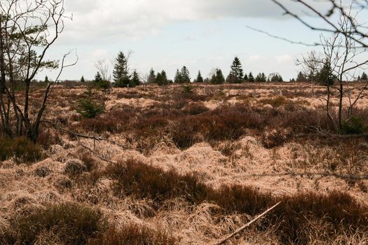 The High Fens, Hoge Venen, Belgium, Signal Van Botrange