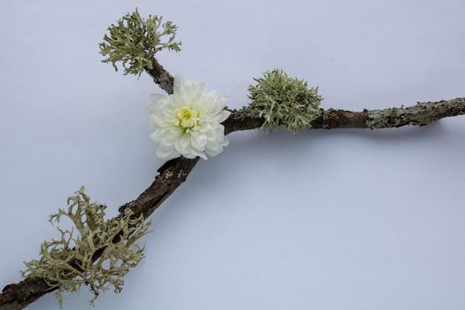 dry branch, moss and white chrysanthemum on a white background. Beautiful white flowers are growing like a contrast near windbreak grass, wood, dry branches, moss