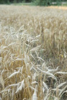 Ears of wheat growing in the field. The concept of harvesting.