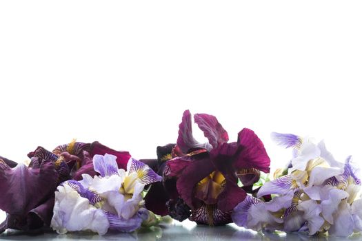 bouquet of beautiful blooming iris flowers isolated on white background