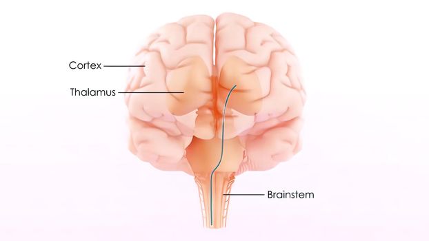 Central Organ of Human Nervous System Brain Anatomy 3D illustration
