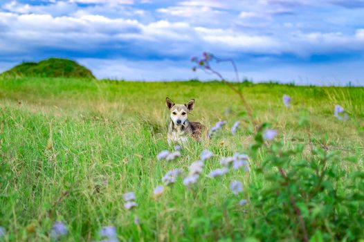 Portrait of a dog in the field, A dog in the field with copy space