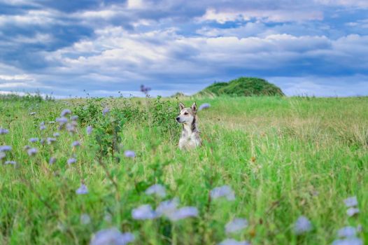 Portrait of a dog in the field, A dog in the field with copy space