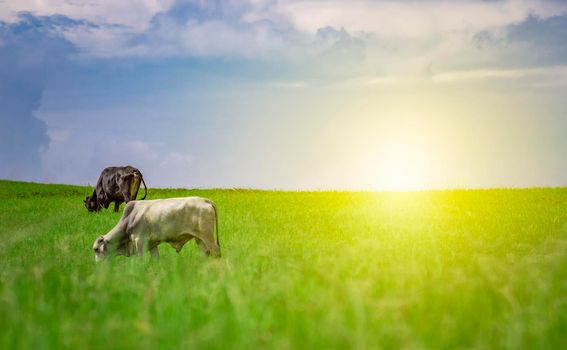 Two cows in the field eating grass, Several cows in a green field with blue sky and copy space, A green field with two cows eating grass and beautiful blue sky