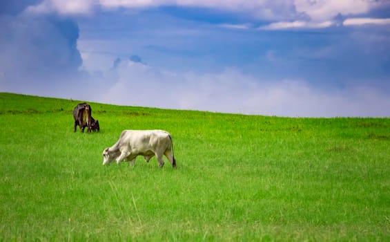 Two Cows in the field eating grass, Two cows in a green field with blue sky and copy space, A green field with cows eating grass and beautiful blue sky