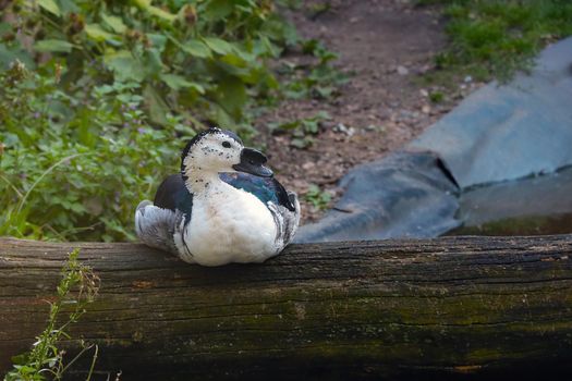 A beautiful duck sits on a tree in the park. Wild bird