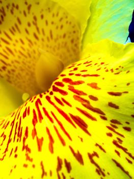 Fresh flower red spots on bright yellow petals, Vivid color and fragile petal of Canna indica, Tropical plant