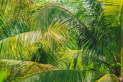 Abstract natural wallpaper background real tropical palm tree, bottom view large lush green leaves texture detail, minimalism exotic design for eco spa environmental product, freedom journey lifestyle.