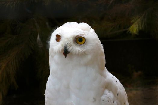 Portrait of a beautiful white owl in the forest. Wildlife