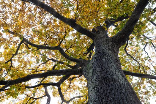 Bottom view of tree trunk to yellow leaves of big tree in the forest. Fresh environment in park. Plant give oxygen in the garden. Forest tree with yellow and green leaves. Black tree bark texture