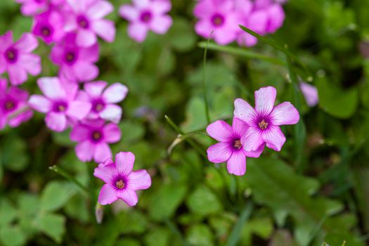 Macro detail shot of Purple flowers in the meadow at spring