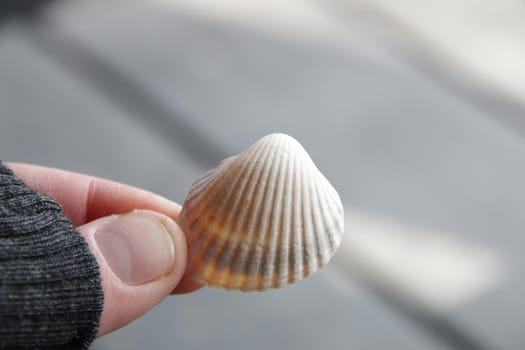 Male hand holds a seashell. Marine background.