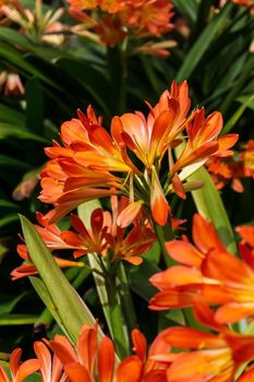 Orange flowers of Clivia miniata in the garden on a sunny day close up