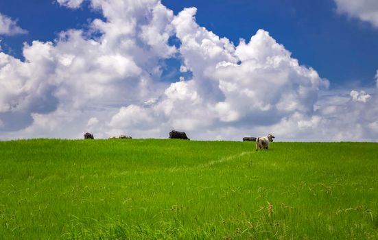 Cows in the field eating grass, photo of several cows in a green field with blue sky and copy space, A green field with cows eating grass and beautiful blue sky