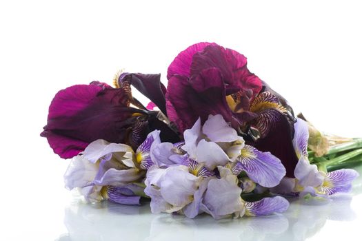 bouquet of beautiful blooming iris flowers isolated on white background