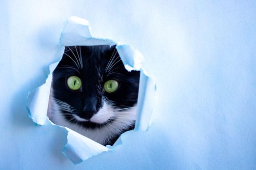 Funny black cat looks through a ragged hole in the blue paper. Game of hide. Naughty Pets and naughty Pets. A copy of the space.