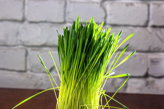 Green cat grass with dew drops grows in a ceramic flower pot in macro. Oat grass plant in terracotta pot. Selective focus on individual blades of grass. Blurred image.