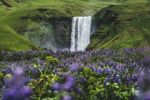 Beautiful scenery of the majestic Skogafoss Waterfall in countryside of Iceland in summer. Skogafoss waterfall is the top famous natural landmark and tourist destination place of Iceland and Europe.