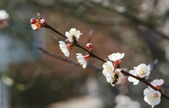 Blooming spring garden. Flowering branch. Flower close-up.