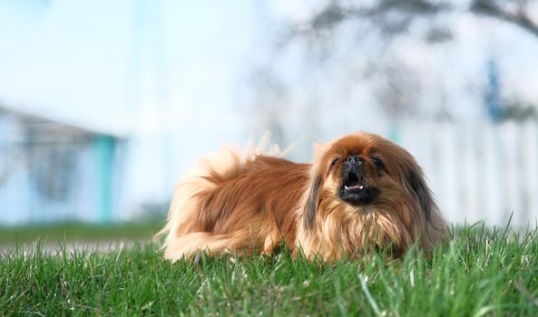 Pekingese dog lies on the green grass. Shaggy elderly Pekingese red color. Cute fluffy dog.