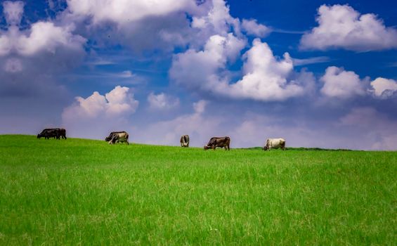 Cows in the field eating grass, Several cows in a green field with blue sky and copy space, A green field with cows eating grass and beautiful blue sky