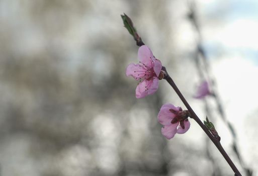 Blooming spring garden. Flowering branch. Flower close-up.