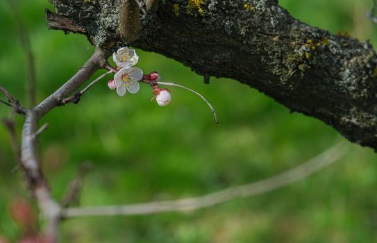 Blooming spring garden. Flowering twig on a background of green grass. Flower close-up.