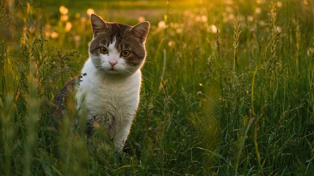 Spotted cat at sunset in green grass. Cat on the background of sunset and dandelions.