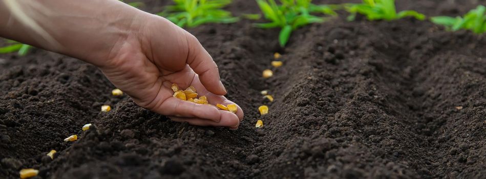 Sow the seeds in the garden into the soil. Selective focus. People.