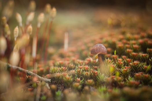 The mushroom grows among the moss. Macro world of moss and mushrooms.