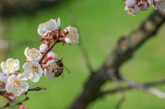 Blooming spring garden. Flowering twig on a background of green grass. Flower close-up. Bee in the garden.